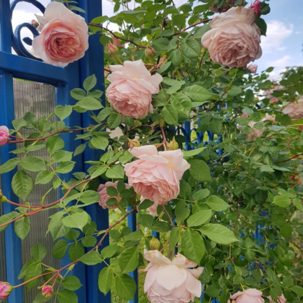 А-061 - Щамроза  в саксия 5 л