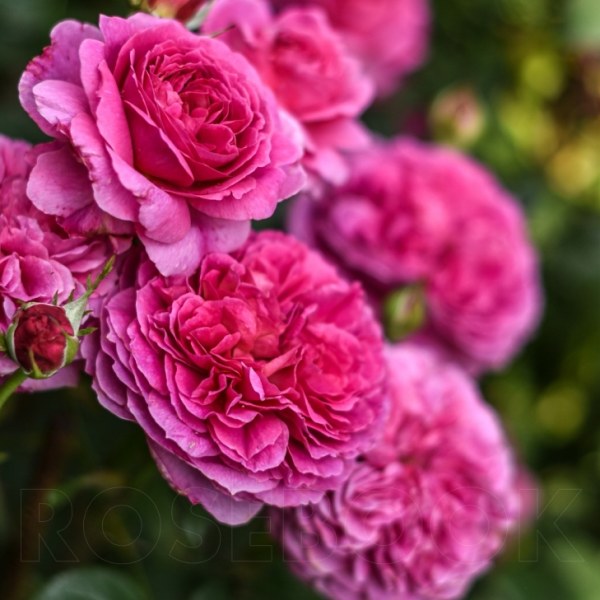 А-067 - Роза в саксия 3 л