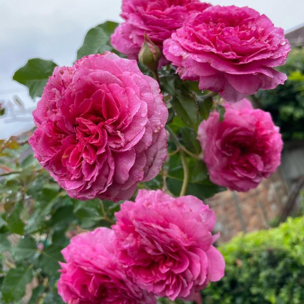 А-067 - Роза в саксия 7 л