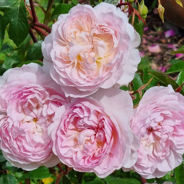 А-069 - Роза в саксия 3 л