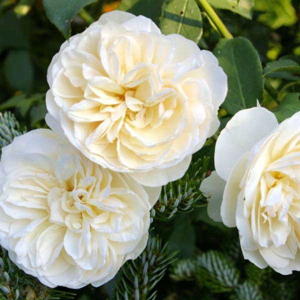 А-072 - Роза в саксия 3 л