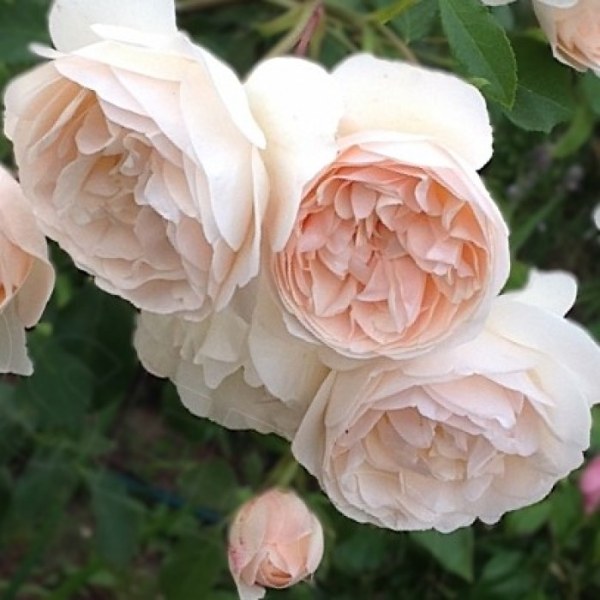 А-072 - Роза в саксия 7 л