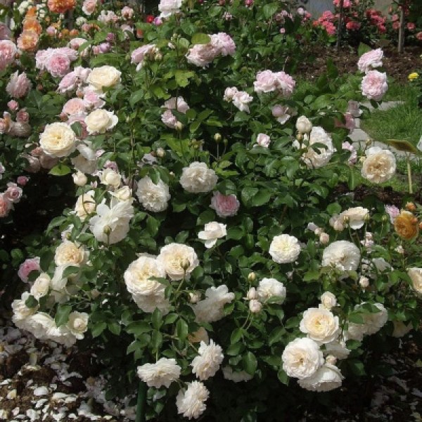 А-072 - Роза гол корен