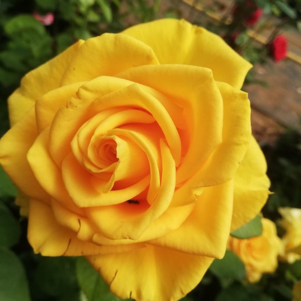 Ч-001 - Роза в саксия 3 л