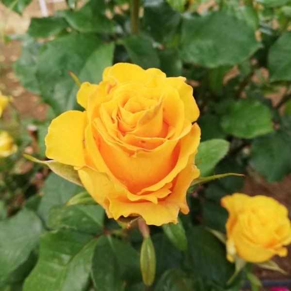 Ч-001 - Роза в саксия 7 л