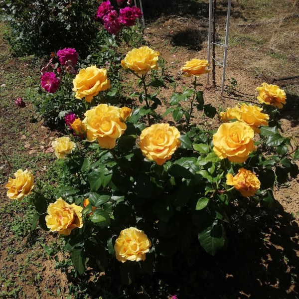 Ч-001 - Роза гол корен