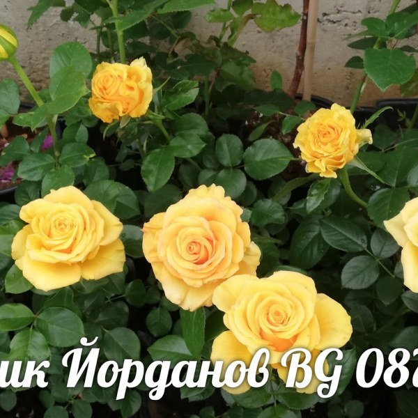 Ч-001