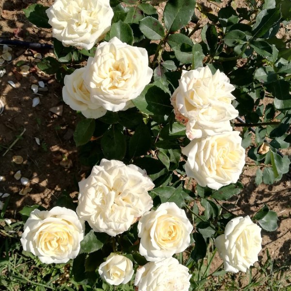 Ч-006 - Роза в саксия 3 л