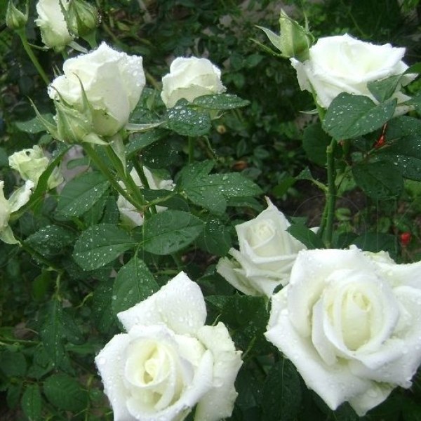 Ч-006 - Роза гол корен