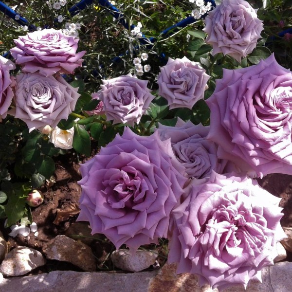 Ч-007 - Роза в саксия 3 л