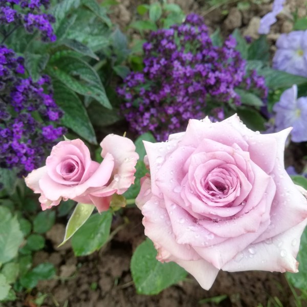 Ч-007 - Роза в саксия 7 л