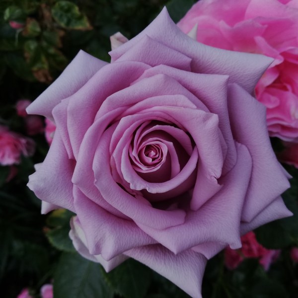 Ч-007 - Роза гол корен