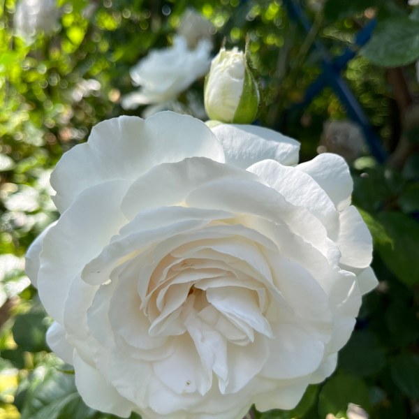 Ч-010 - Роза в саксия 3 л