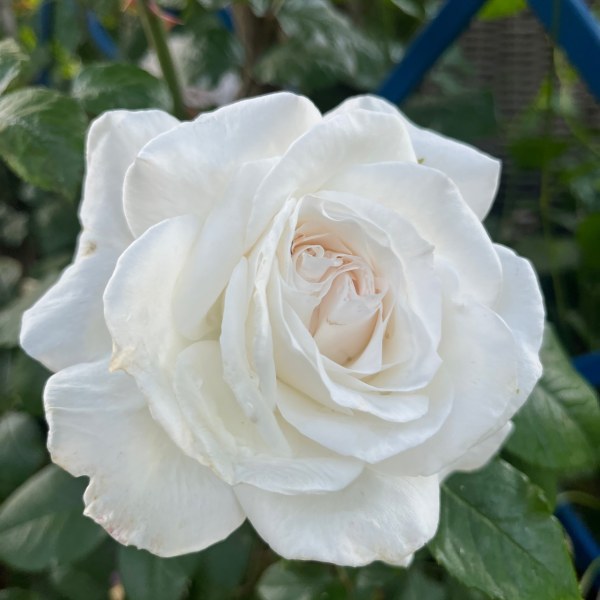 Ч-010 - Роза в саксия 7 л