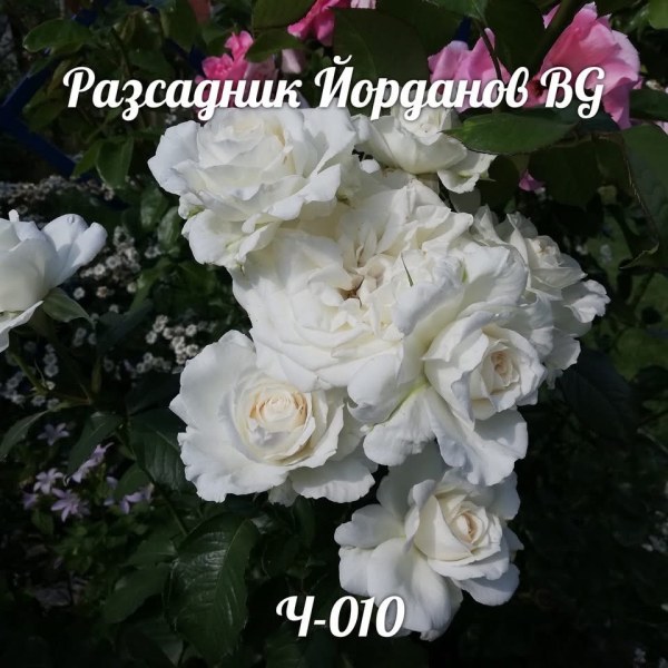 Ч-010 - Роза гол корен