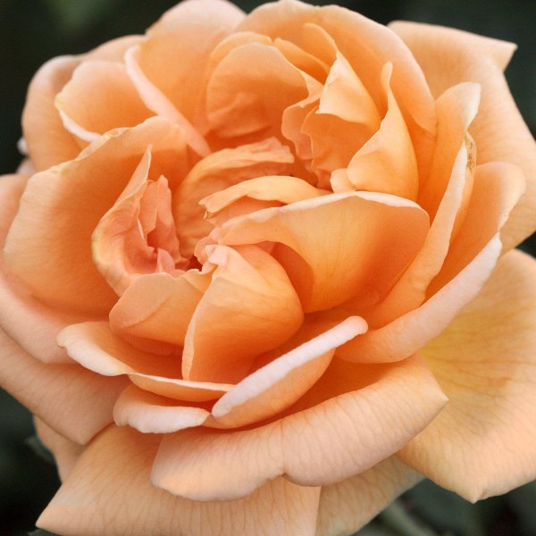 Ч-013 - Роза в саксия 3 л