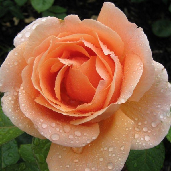 Ч-013 - Роза в саксия 7 л