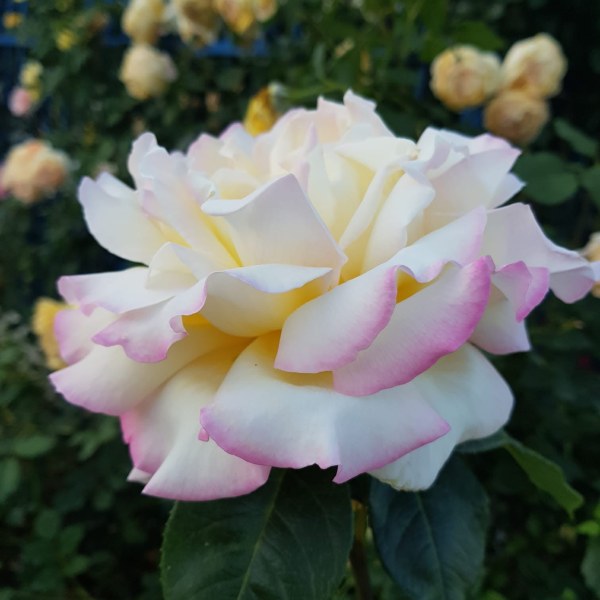 Ч-016 - Роза в саксия 3 л