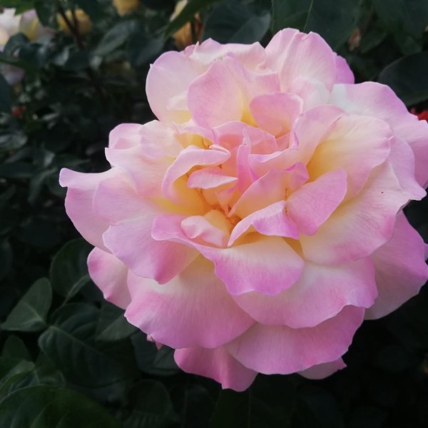 Ч-016 - Роза в саксия 7 л