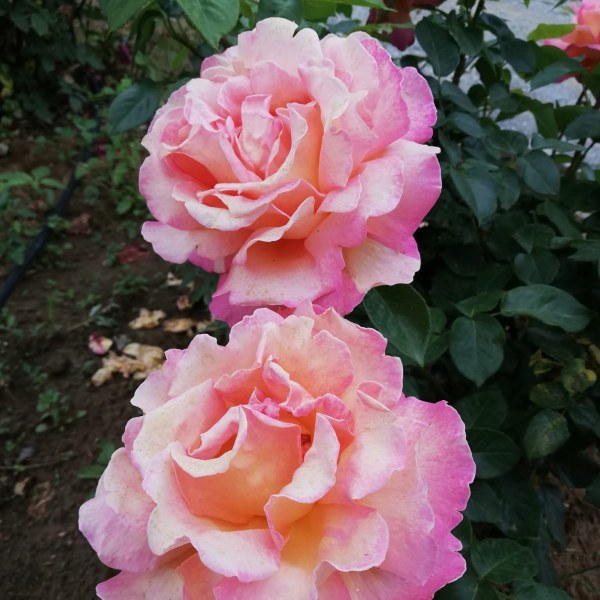 Ч-016 - Роза гол корен