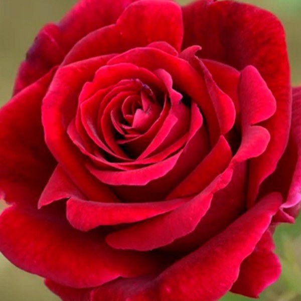 Ч-017 - Роза в саксия 3 л