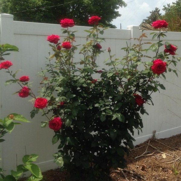 Ч-017 - Роза в саксия 7 л