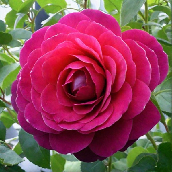 Ч-017 - Роза гол корен