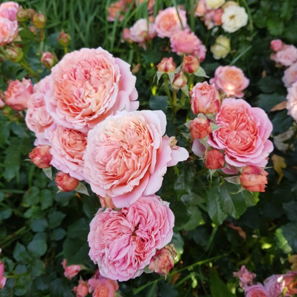 Ч-024 - Роза в саксия 3 л