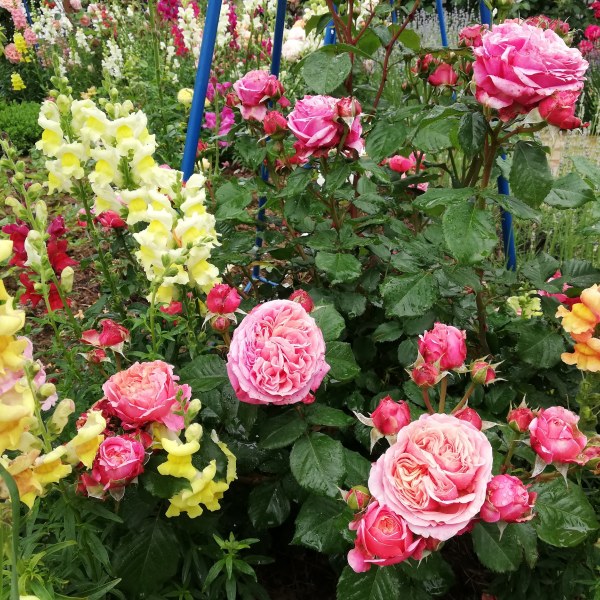 Ч-024 - Роза в саксия 7 л