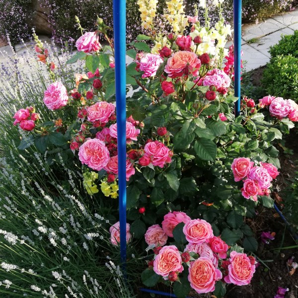 Ч-024 - Роза гол корен