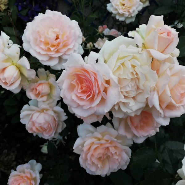 Ч-028 - Роза в саксия 3 л