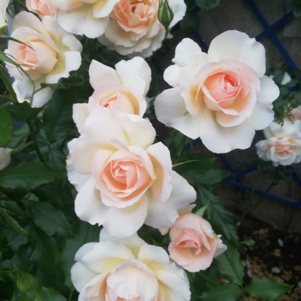 Ч-028 - Роза в саксия 7 л