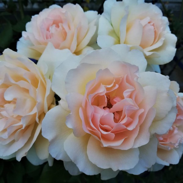 Ч-028 - Роза гол корен