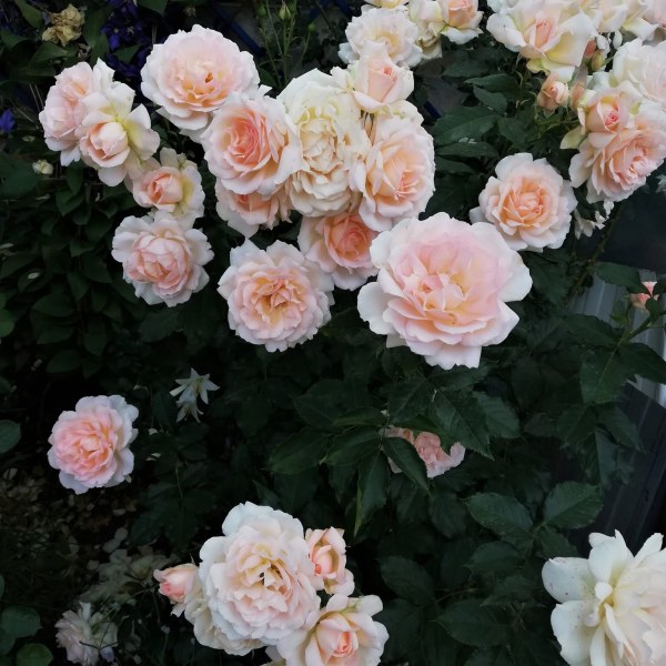 Ч-028 - Щамроза в саксия