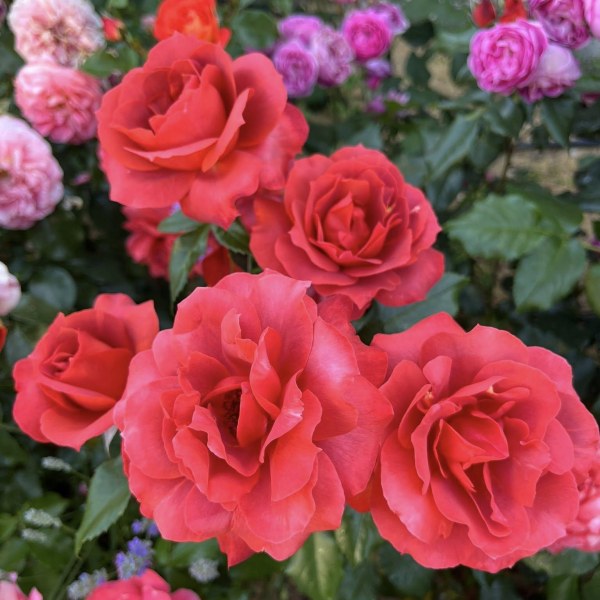 Ч-029 - Роза в саксия 3 л