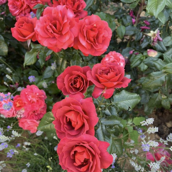 Ч-029 - Роза в саксия 7 л