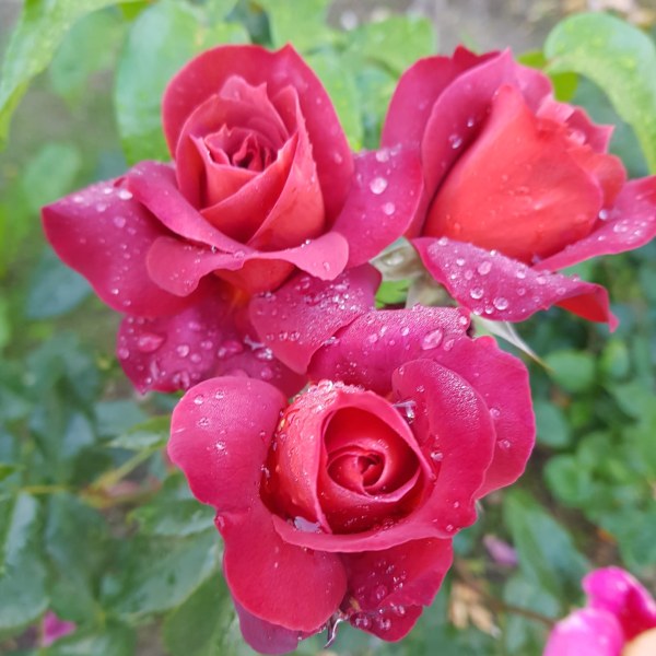 Ч-029 - Роза гол корен