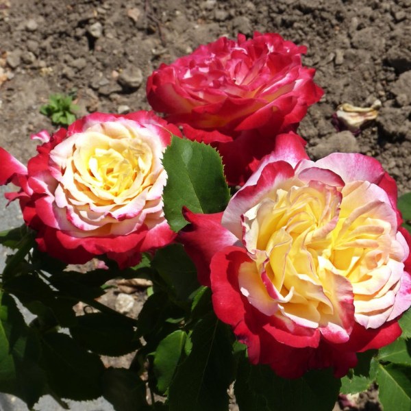 Ч-030 - Роза в саксия 7 л