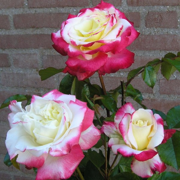 Ч-030 - Роза гол корен