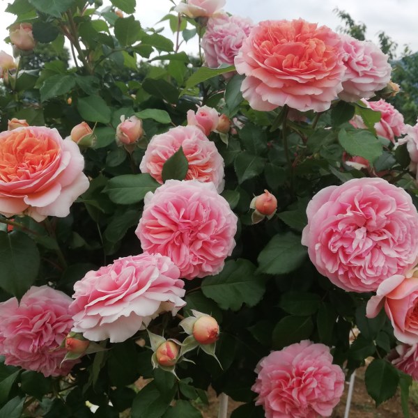 Ч-035 - Роза в саксия 3 л