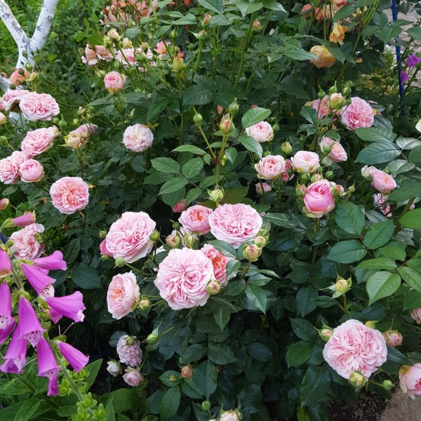 Ч-035 - Роза в саксия 7 л