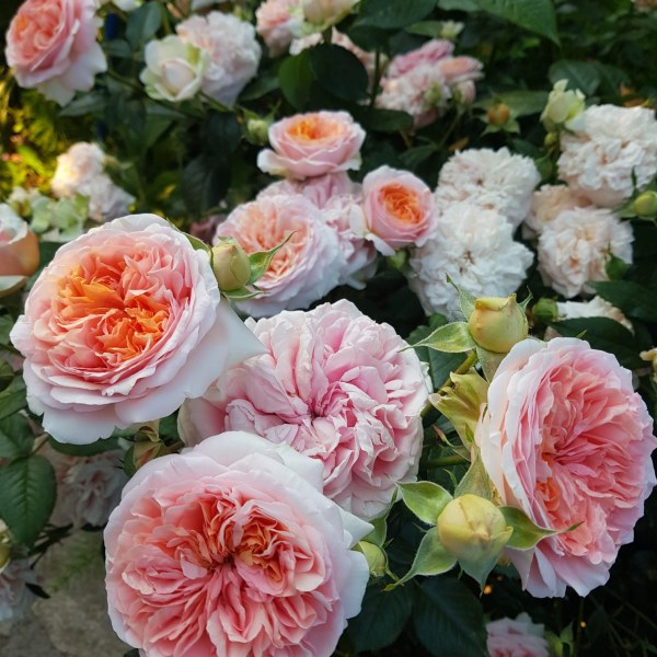 Ч-035 - Роза гол корен