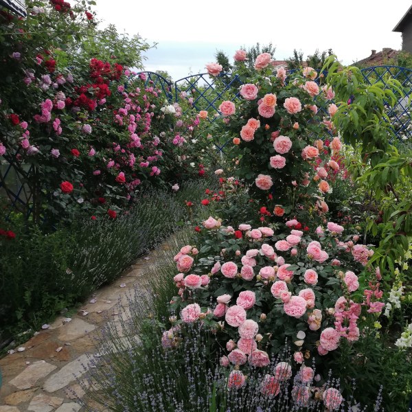 Ч-035 - Щамроза в саксия