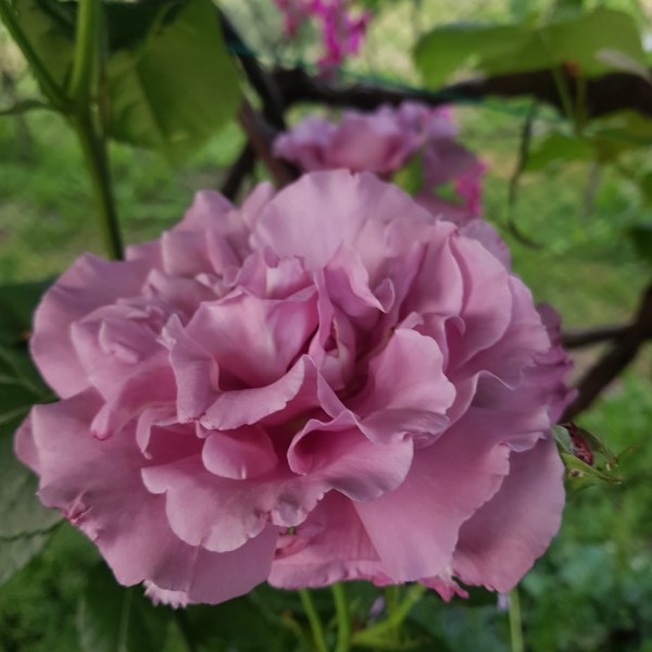 Ч-041 - Роза в саксия 3 л