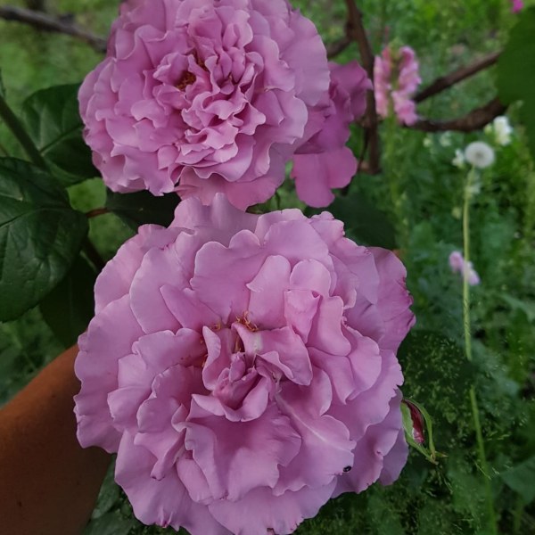 Ч-041 - Роза в саксия 7 л