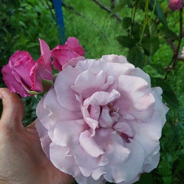 Ч-041 - Роза гол корен