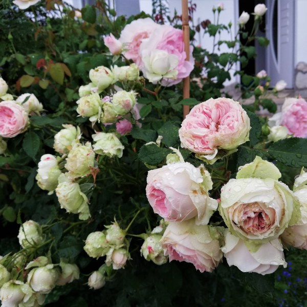 Ч-045 - Роза в саксия 3 л