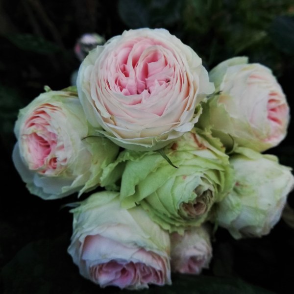 Ч-045 - Роза в саксия 7 л