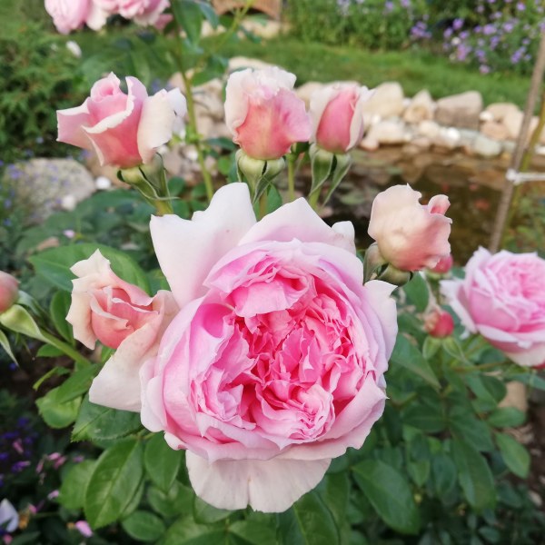 Ч-049 - Роза в саксия 3 л