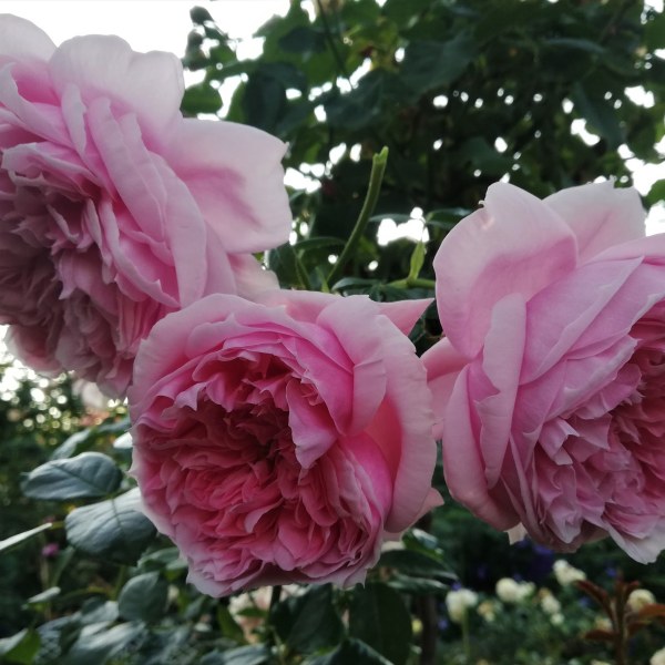 Ч-049 - Роза в саксия 7 л